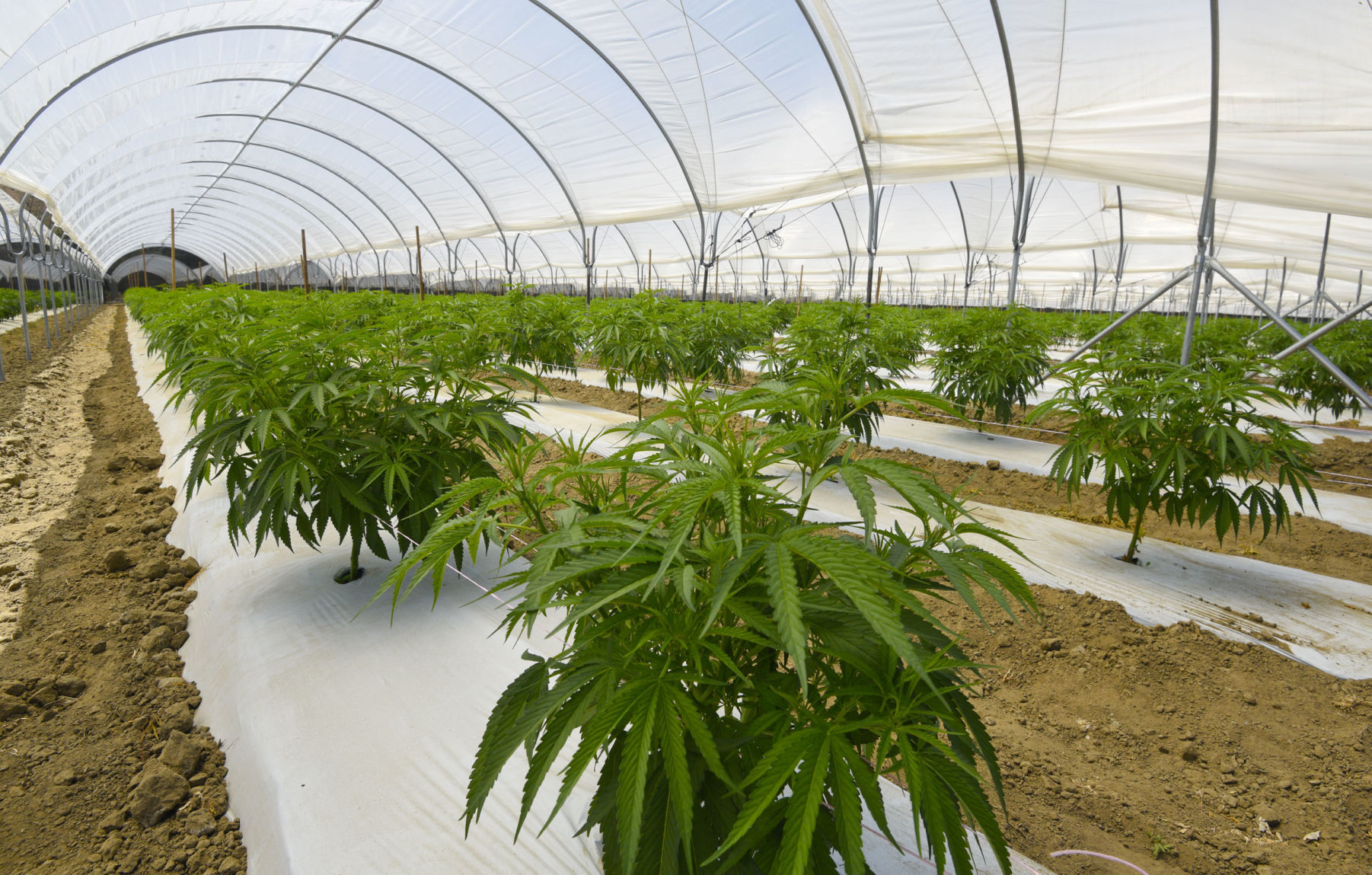 Buellton cannabis in hoop house